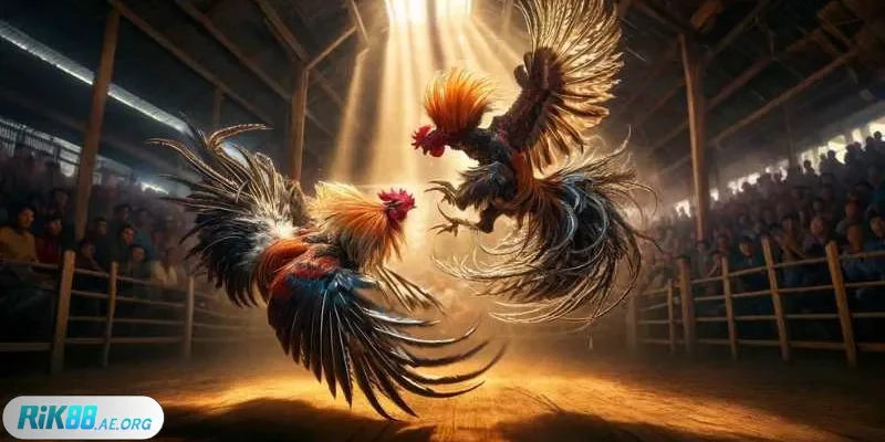 Điểm mặt những thể loại chọi gà gây sốt