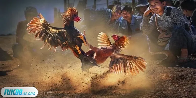 Sơ lược về đá gà Mộc Bài